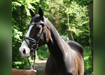 Irish Sport Horse, Stute, 8 Jahre, 160 cm, Schwarzbrauner