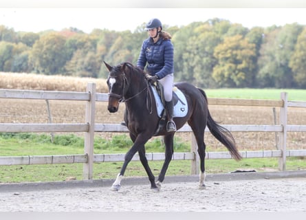 Irish Sport Horse, Stute, 8 Jahre, 162 cm, Brauner