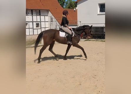 Irish Sport Horse, Stute, 8 Jahre, 162 cm, Brauner