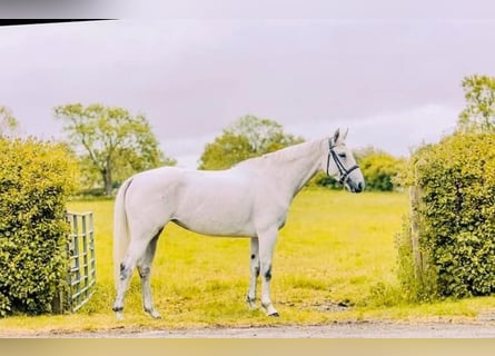 Irish Sport Horse, Stute, 8 Jahre, 162 cm, Schimmel