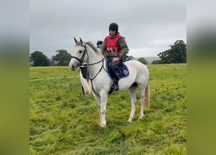 Irish Sport Horse, Stute, 8 Jahre, 163 cm, Schimmel