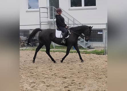 Irish Sport Horse, Stute, 8 Jahre, 165 cm, Rappe