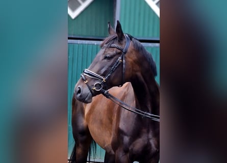 Irish Sport Horse, Stute, 8 Jahre, 166 cm, Dunkelbrauner