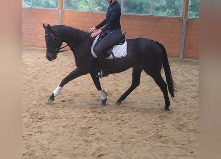 Irish Sport Horse, Stute, 8 Jahre, 166 cm, Rappe