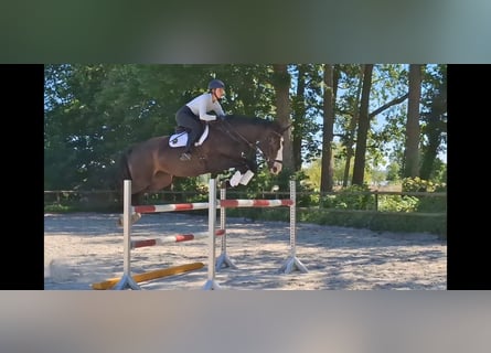 Irish Sport Horse, Stute, 8 Jahre, 174 cm, Schwarzbrauner