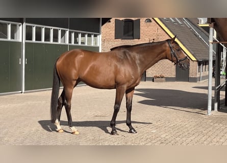 Irish Sport Horse, Stute, 9 Jahre, 156 cm, Brauner
