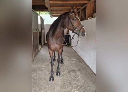 Irish Sport Horse, Stute, 9 Jahre, 160 cm, Dunkelbrauner