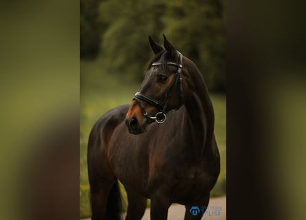 Irish Sport Horse, Stute, 9 Jahre, 163 cm, Brauner