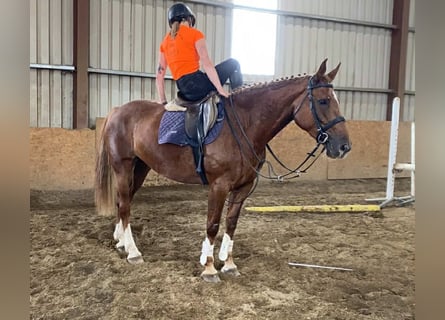 Irish Sport Horse, Stute, 9 Jahre, 163 cm, Dunkelfuchs