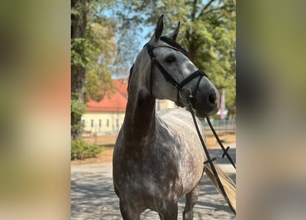 Irish Sport Horse, Stute, 9 Jahre, 167 cm, Apfelschimmel