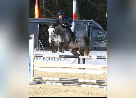 Irish Sport Horse, Stute, 9 Jahre, 167 cm, Apfelschimmel