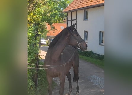 Irish Sport Horse, Stute, 9 Jahre, Schwarzbrauner