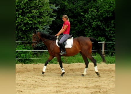 Irish Sport Horse, Wallach, 10 Jahre, 158 cm, Dunkelbrauner