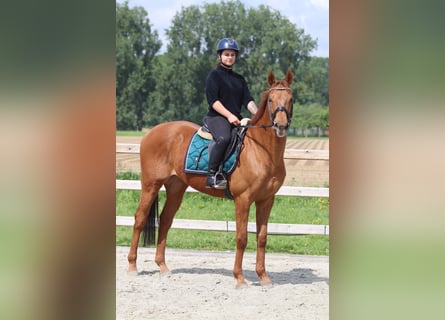 Irish Sport Horse, Wallach, 10 Jahre, 162 cm, Fuchs
