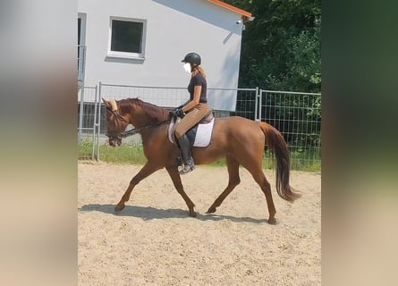 Irish Sport Horse, Wallach, 10 Jahre, 166 cm, Dunkelfuchs