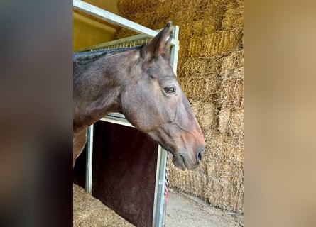 Irish Sport Horse, Wallach, 10 Jahre, 170 cm, Brauner