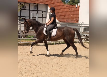 Irish Sport Horse, Wallach, 10 Jahre, 175 cm, Dunkelbrauner