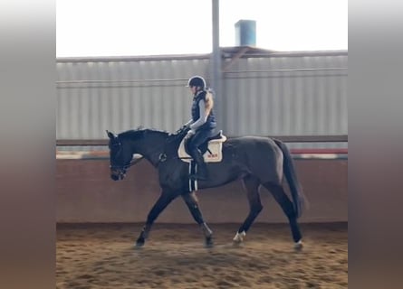 Irish Sport Horse, Wallach, 10 Jahre, 175 cm, Dunkelbrauner