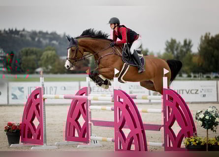 Irish Sport Horse, Wallach, 10 Jahre, 180 cm, Brauner