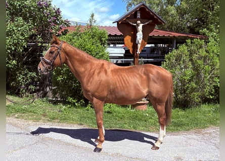 Irish Sport Horse, Wallach, 11 Jahre, 155 cm, Dunkelfuchs
