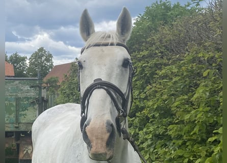 Irish Sport Horse, Wallach, 11 Jahre, 164 cm, Schimmel