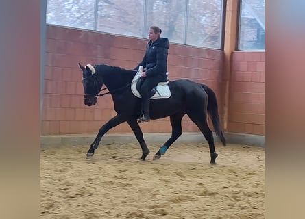 Irish Sport Horse, Wallach, 12 Jahre, 165 cm, Rappe