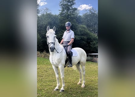 Irish Sport Horse, Wallach, 12 Jahre, 165 cm, Schimmel