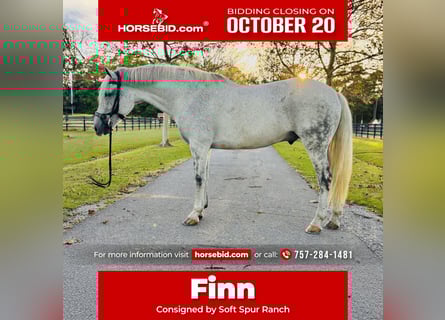 Irish Sport Horse, Wallach, 12 Jahre, 168 cm, Schimmel