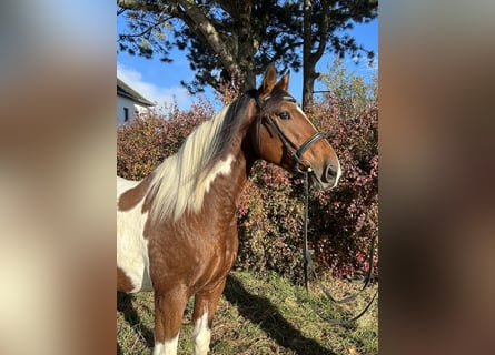 Irish Sport Horse, Wallach, 12 Jahre, 170 cm, Schecke