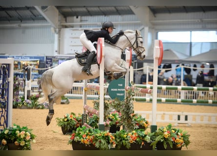 Irish Sport Horse, Wallach, 13 Jahre, 138 cm, Schimmel
