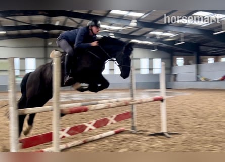 Irish Sport Horse, Wallach, 14 Jahre, 160 cm, Rappe