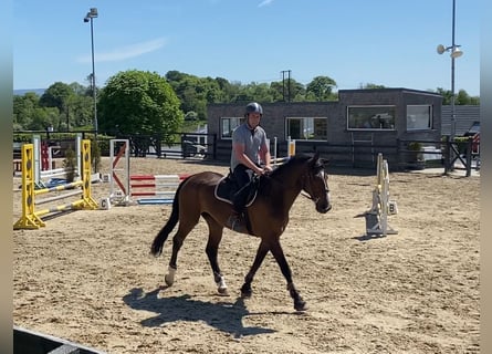 Irish Sport Horse, Wallach, 15 Jahre, 173 cm, Brauner