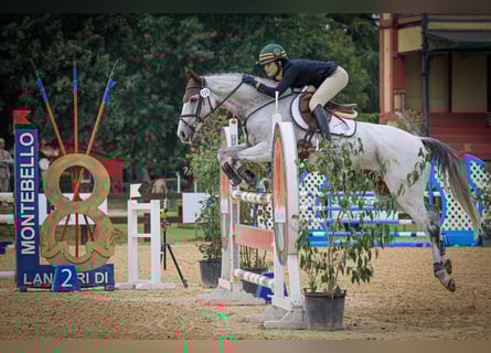 Irish Sport Horse, Wallach, 16 Jahre, 160 cm, Fliegenschimmel