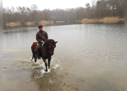 Irish Sport Horse, Wallach, 18 Jahre, 164 cm, Brauner