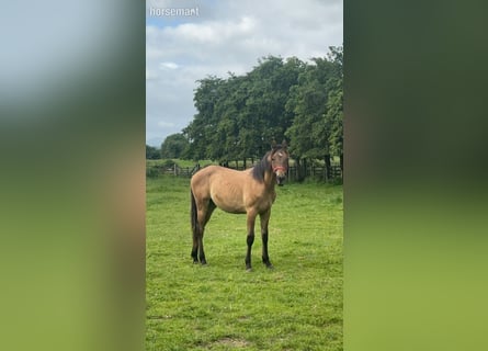 Irish Sport Horse, Wallach, 1 Jahr, 165 cm, Falbe