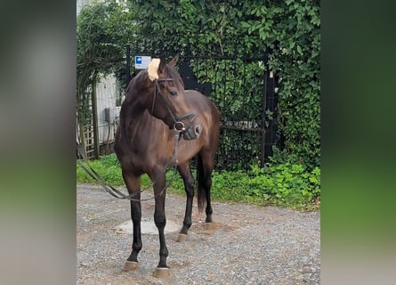 Irish Sport Horse, Wallach, 3 Jahre, 159 cm, Schwarzbrauner
