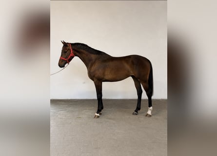 Irish Sport Horse, Wallach, 3 Jahre, 168 cm, Dunkelbrauner