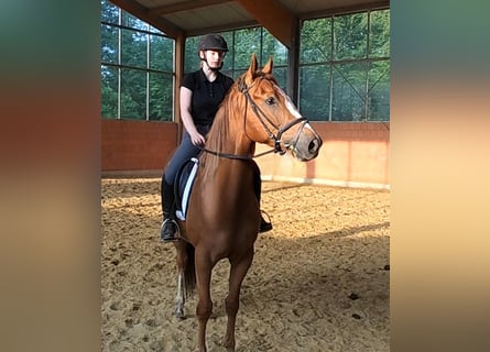 Irish Sport Horse, Wallach, 3 Jahre, 168 cm, Fuchs