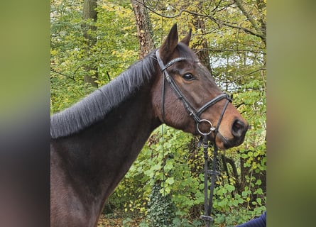 Irish Sport Horse, Wallach, 3 Jahre, 172 cm, Schwarzbrauner