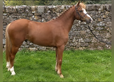 Irish Sport Horse, Wallach, 4 Jahre, 128 cm, Dunkelfuchs