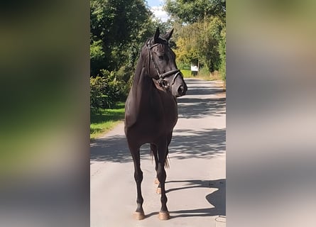 Irish Sport Horse, Wallach, 4 Jahre, 162 cm, Rappe