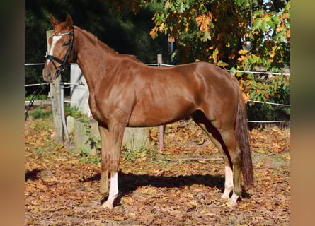 Irish Sport Horse Mix, Wallach, 4 Jahre, 163 cm, Fuchs