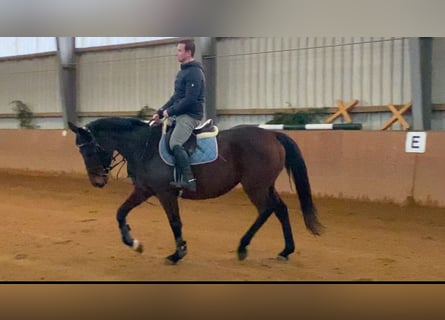 Irish Sport Horse, Wallach, 4 Jahre, 164 cm, Brauner