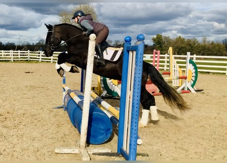 Irish Sport Horse, Wallach, 4 Jahre, 165 cm, Rappe