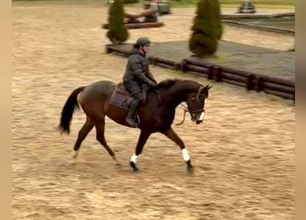 Irish Sport Horse, Wallach, 4 Jahre, 167 cm, Dunkelbrauner