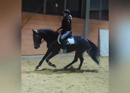 Irish Sport Horse, Wallach, 4 Jahre, 168 cm, Rappe