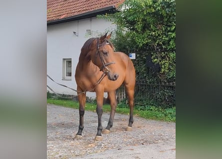 Irish Sport Horse, Wallach, 4 Jahre, 169 cm, Brauner