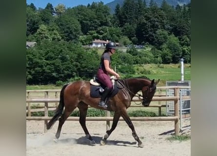 Irish Sport Horse, Wallach, 4 Jahre, 170 cm, Brauner