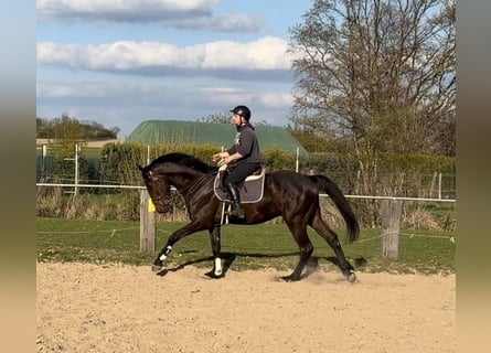 Irish Sport Horse, Wallach, 4 Jahre, 170 cm, Rappe