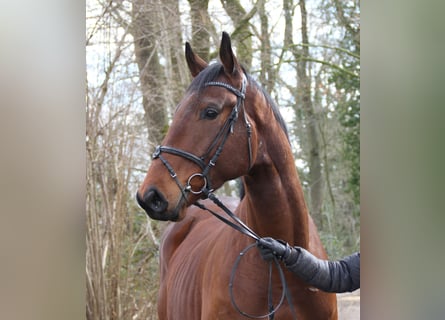 Irish Sport Horse, Wallach, 4 Jahre, 171 cm, Brauner